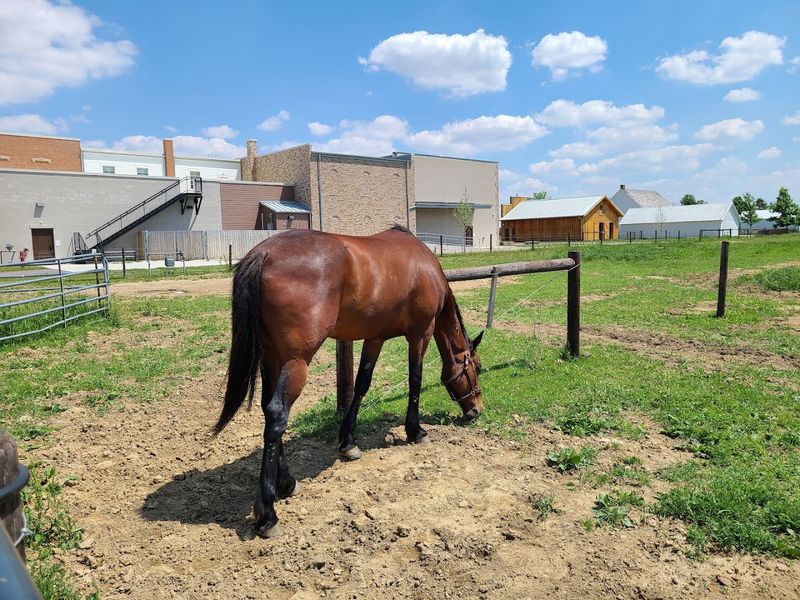 Farm Life, Barnyards, and the Rhythm of the Land