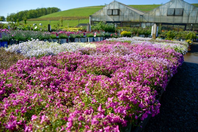 Trax Farms (Finleyville, PA)