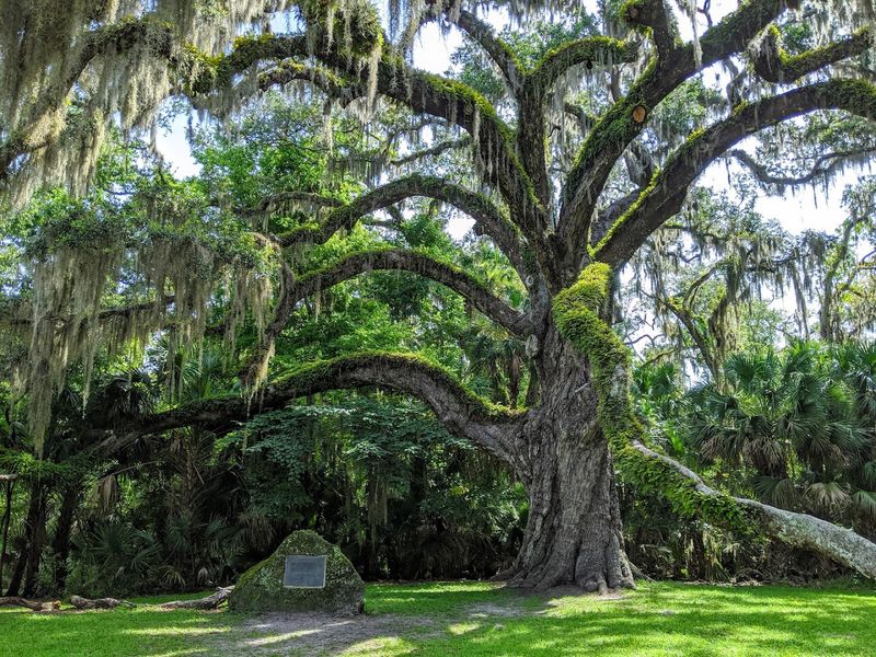 The Famous Fairchild Oak Overlook Area