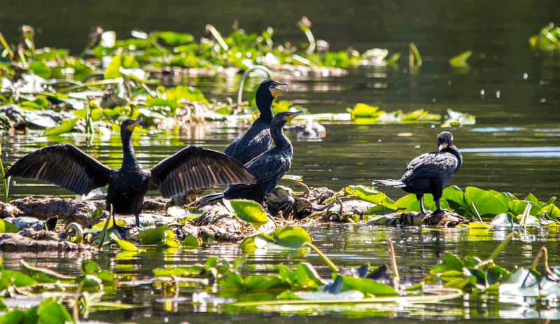 Wildlife Along the Banks