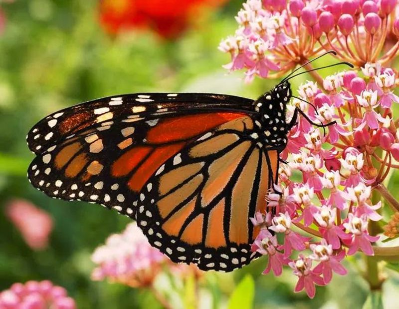 Butterfly Habitat and Pollinator Spaces