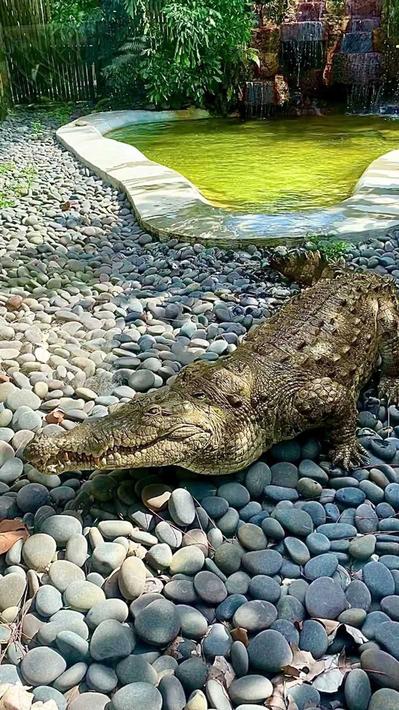 Explore Wildlife in Everglades National Park