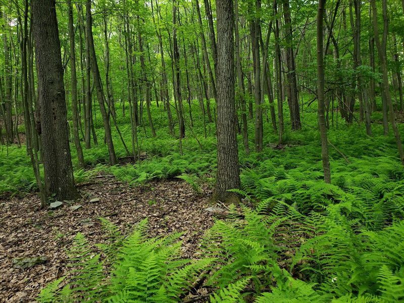 Sproul State Forest
