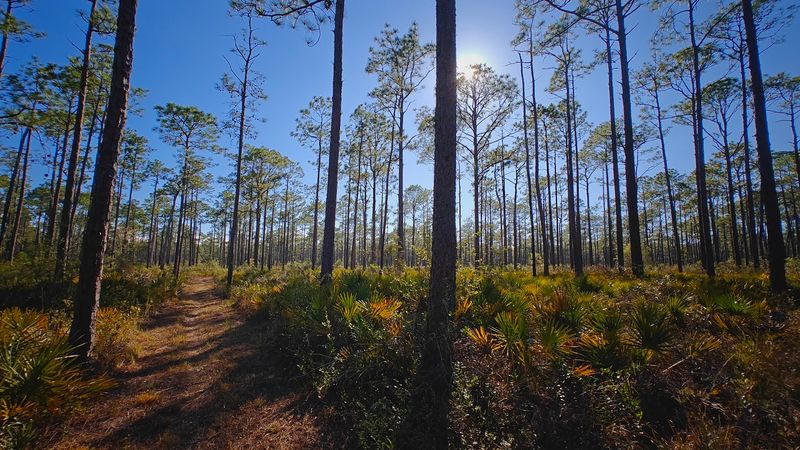 Shepherd Spring and Cathedral of the Palms Trail