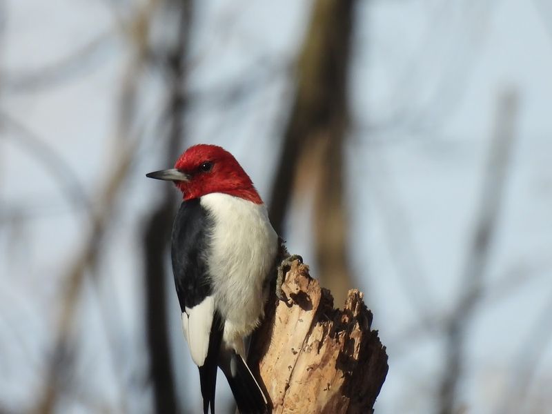 Lawrence Woods State Nature Preserve, Hardin County
