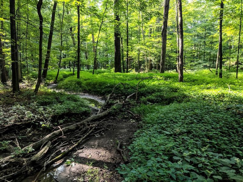 Johnson Woods State Nature Preserve 