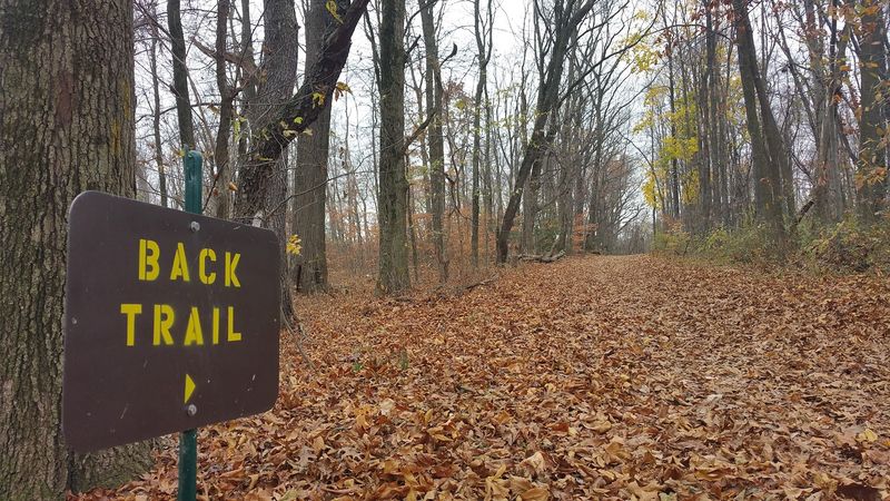 Woodland Trails That Invite Exploration