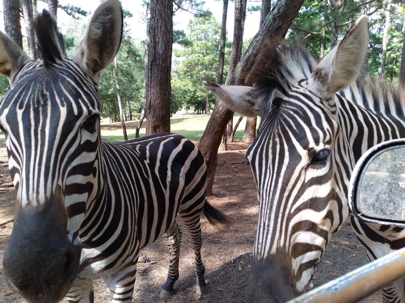 Wild Animal Safari (Pine Mountain)