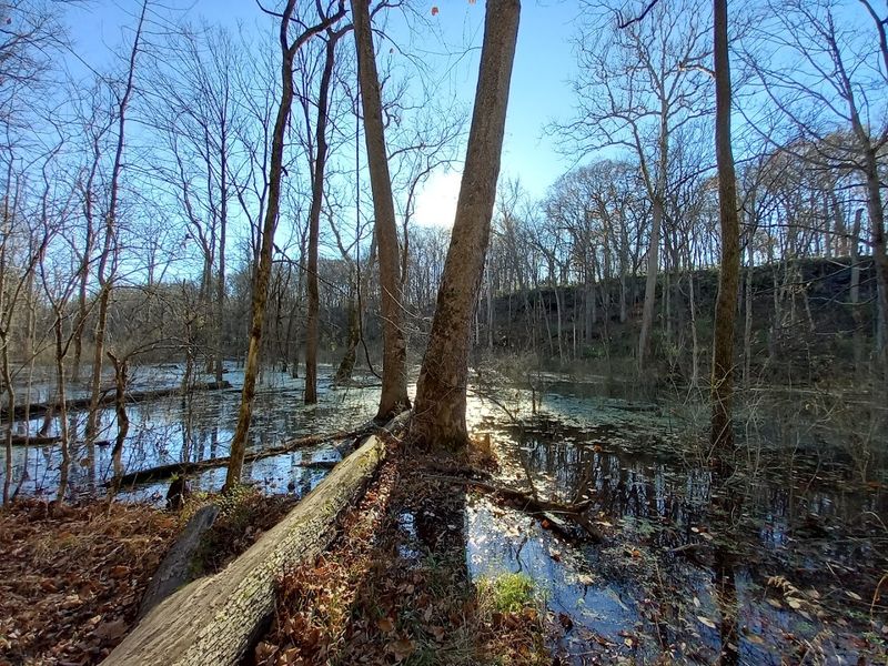 Nature's Engineers Built Something Special in the Wetlands