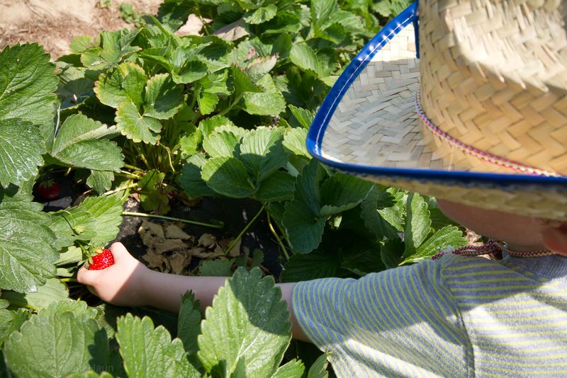 Rows of Ruby-Red Strawberries Ready for Picking