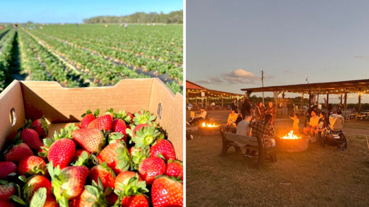 Strawberry Picking At This Florida Farm Feels Like The Perfect Spring Date Night