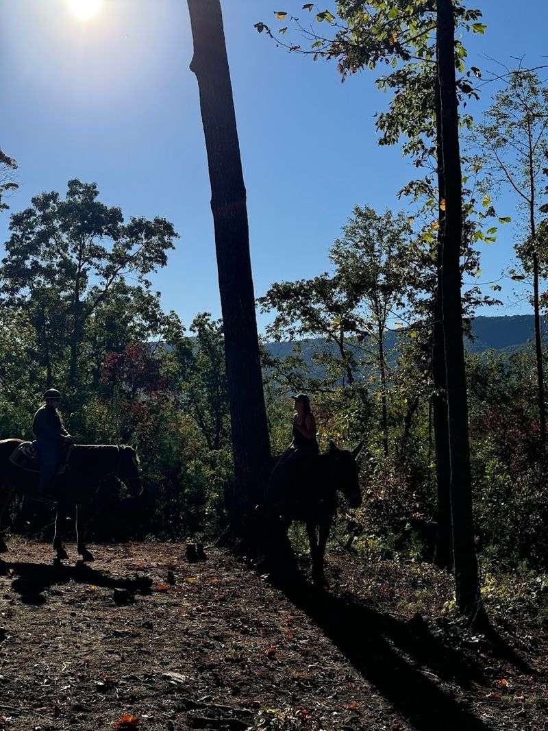 Blue Ridge Mountain Trail Rides