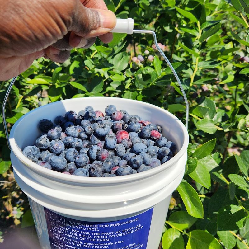 There's More To Pick Than Just Strawberries
