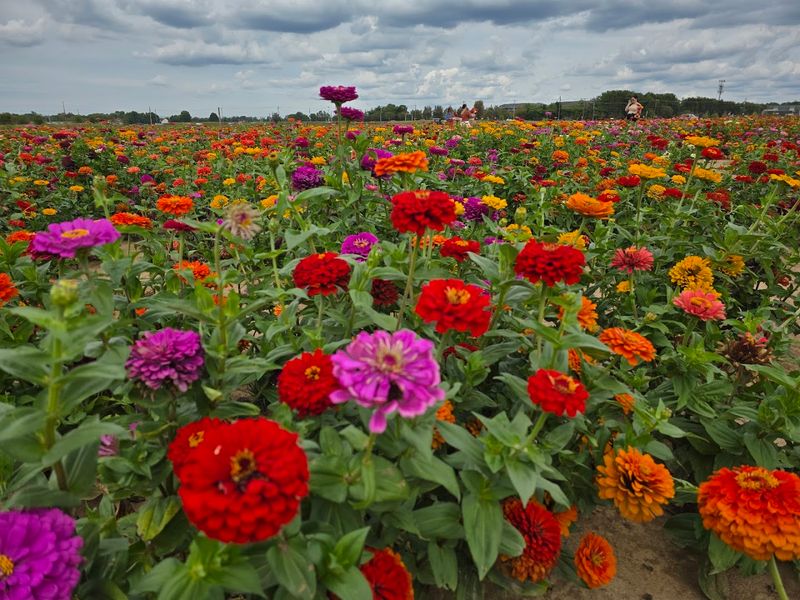 Flower Fields and Plant Nursery