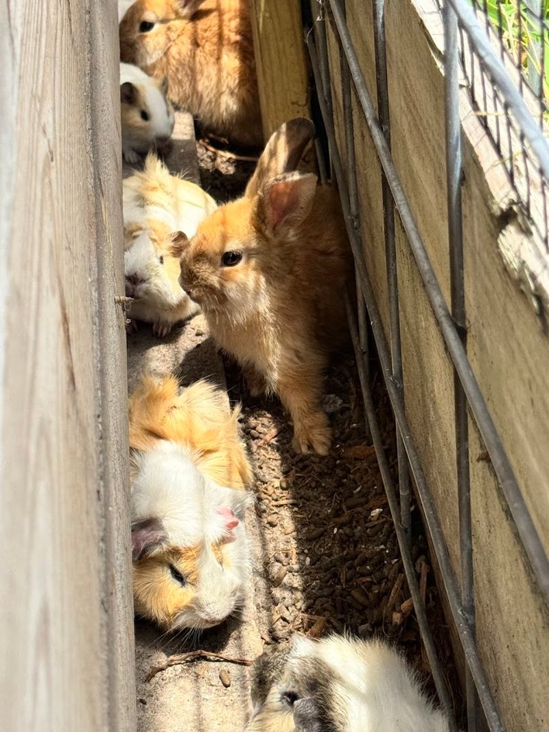 Guinea Pigs and Small Critters