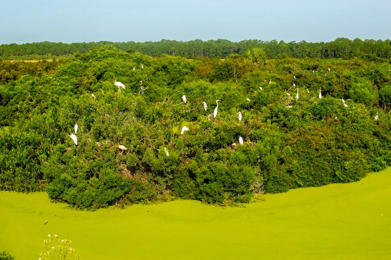 Little St. Simons Island