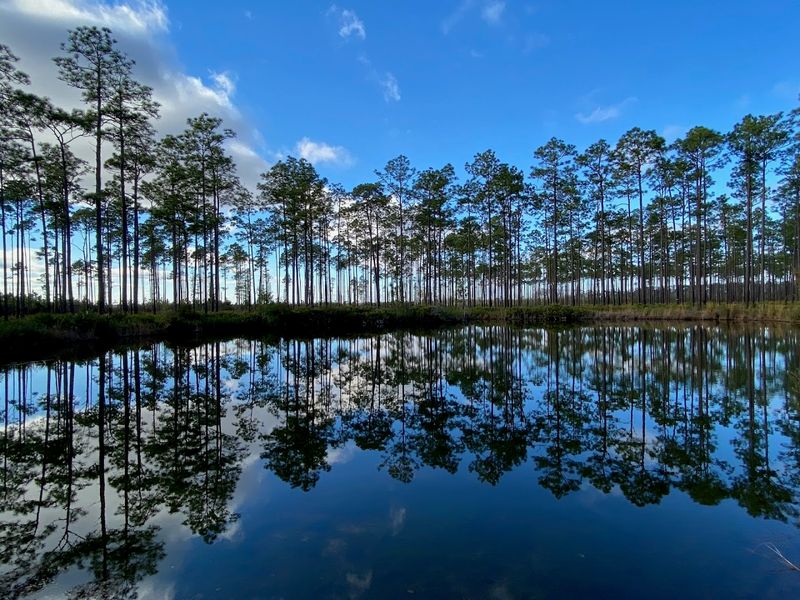 Okefenokee Swamp