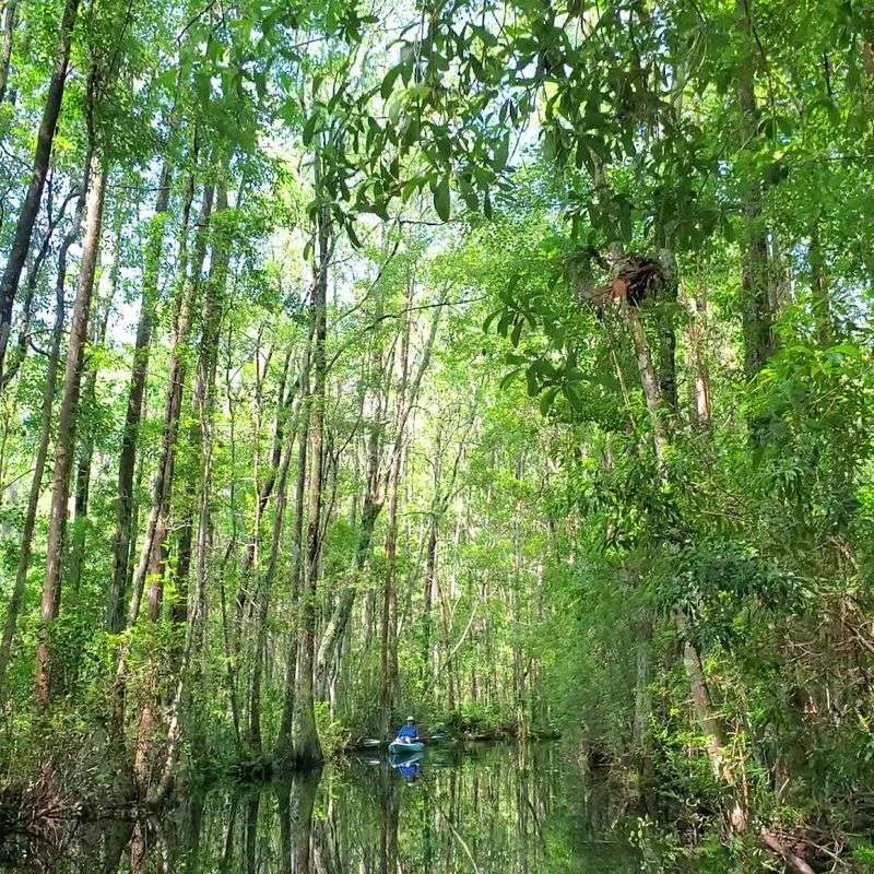 Okefenokee Swamp Park