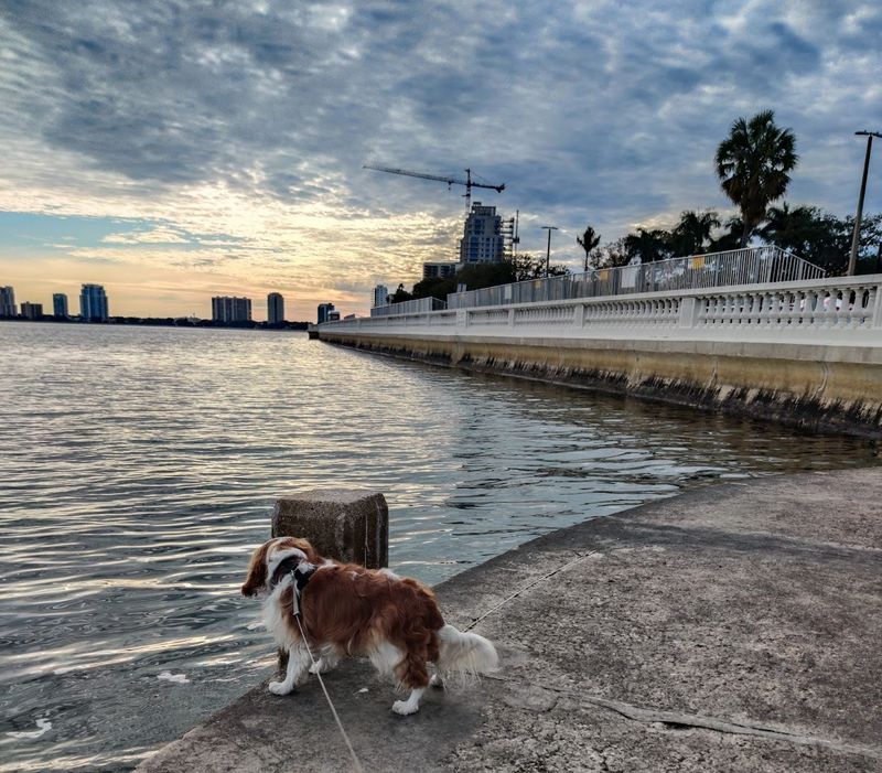 Bayshore Boulevard