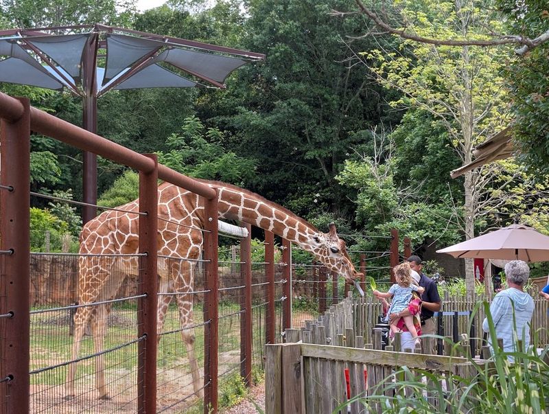 Zoo Atlanta (Atlanta)