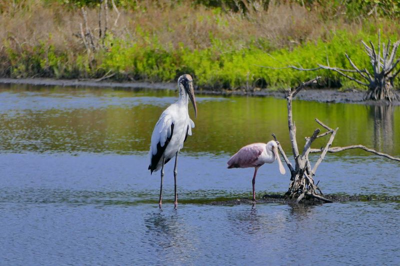 Merritt Island National Wildlife Refuge (East Coast)