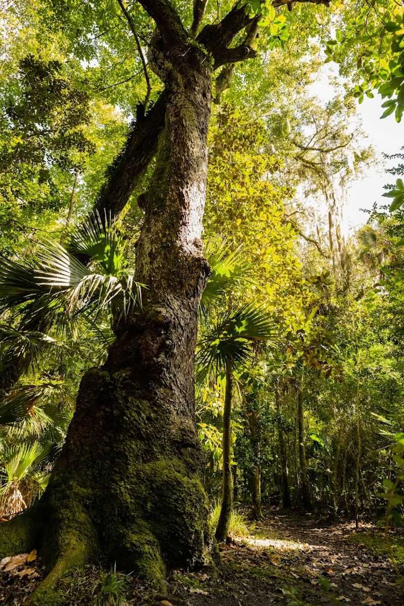 Spanish Moss&ndash;Covered Trails That Feel Otherworldly