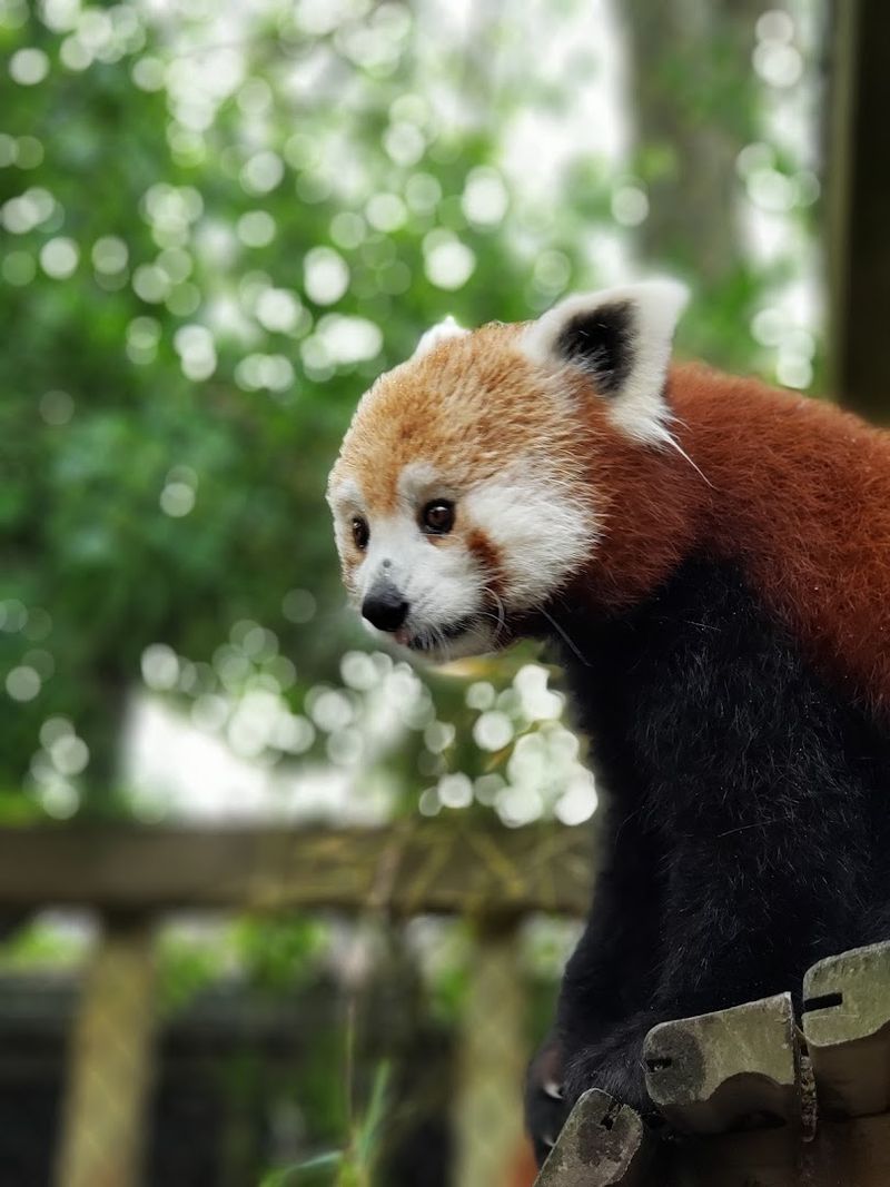Why The Red Pandas Steal The Show