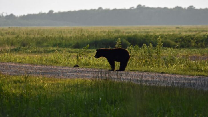 The Best Scenic Drives in North Carolina to Spot Wildlife Without Getting Out