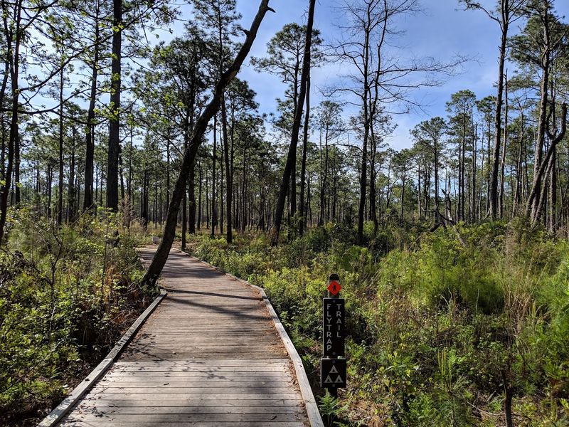 Carolina Beach State Park Flytrap Trail (Carolina Beach)