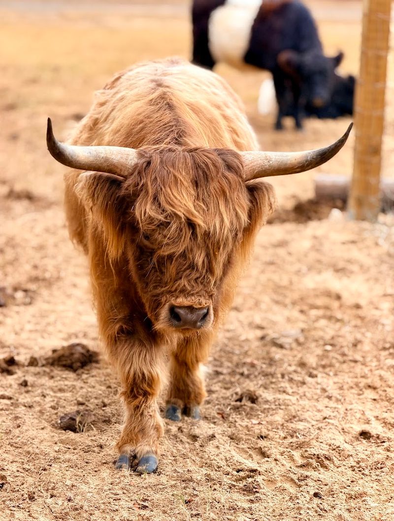 Highland Cows Deliver The Storybook Moment