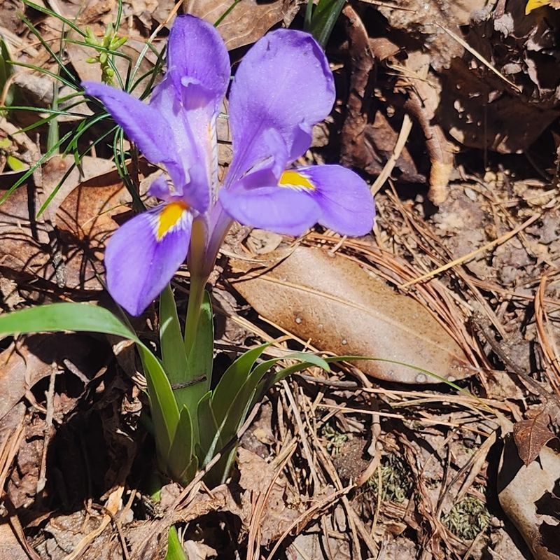 Gorges State Park &ndash; Sapphire