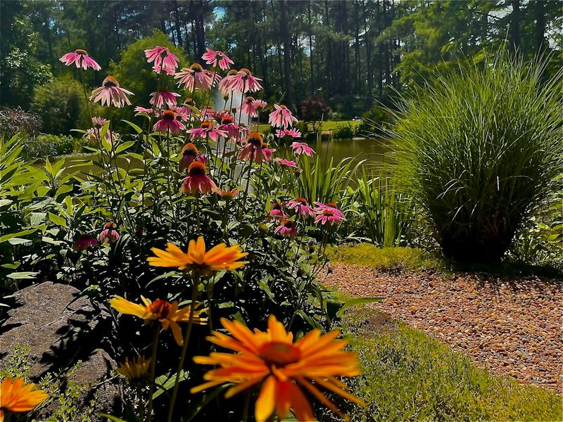 Cape Fear Botanical Garden &mdash; Fayetteville