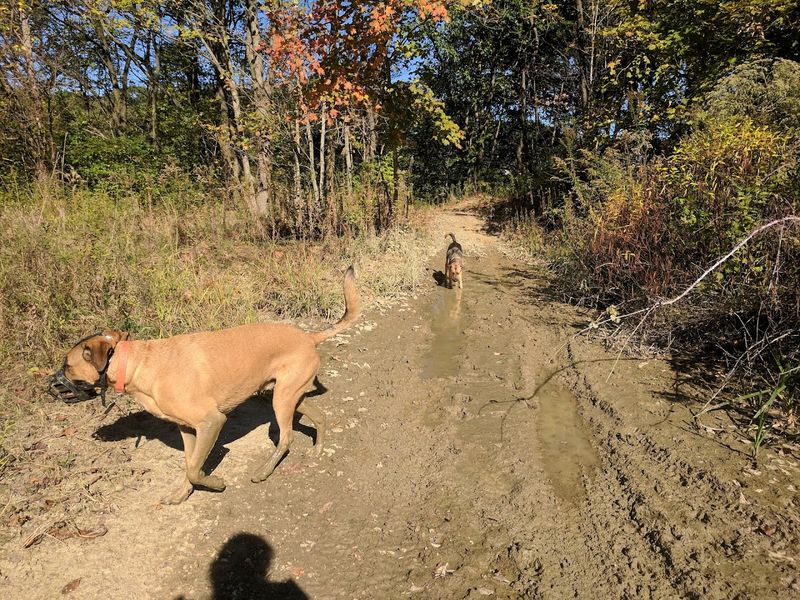 Two Designated Off-Leash Dog Areas for Four-Legged Friends