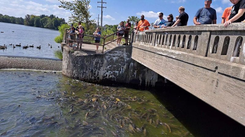 Feeding Frenzy at the Spillway