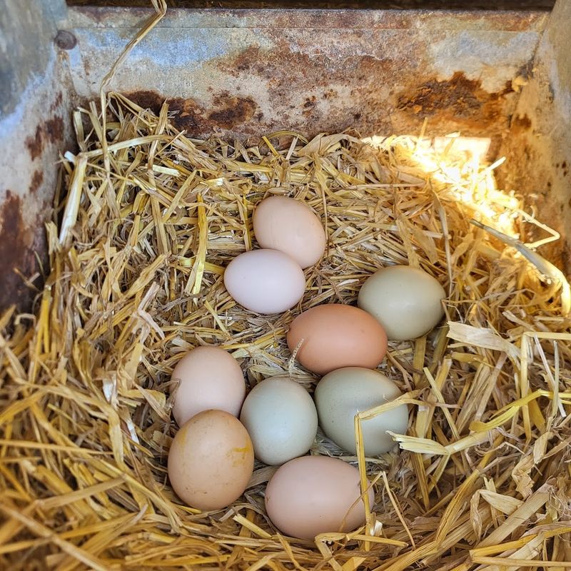 Collecting Fresh Eggs from the Henhouse