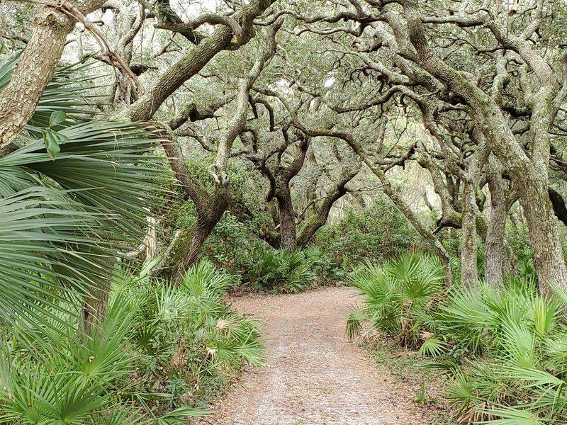 Maritime Forest Trails Filled With Ancient Oaks