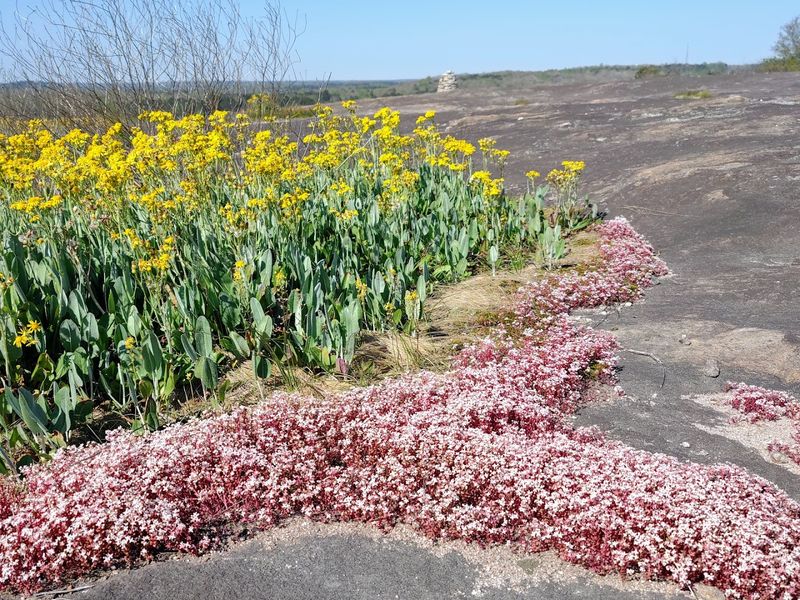 Rare Plants Growing Straight From Bare Rock