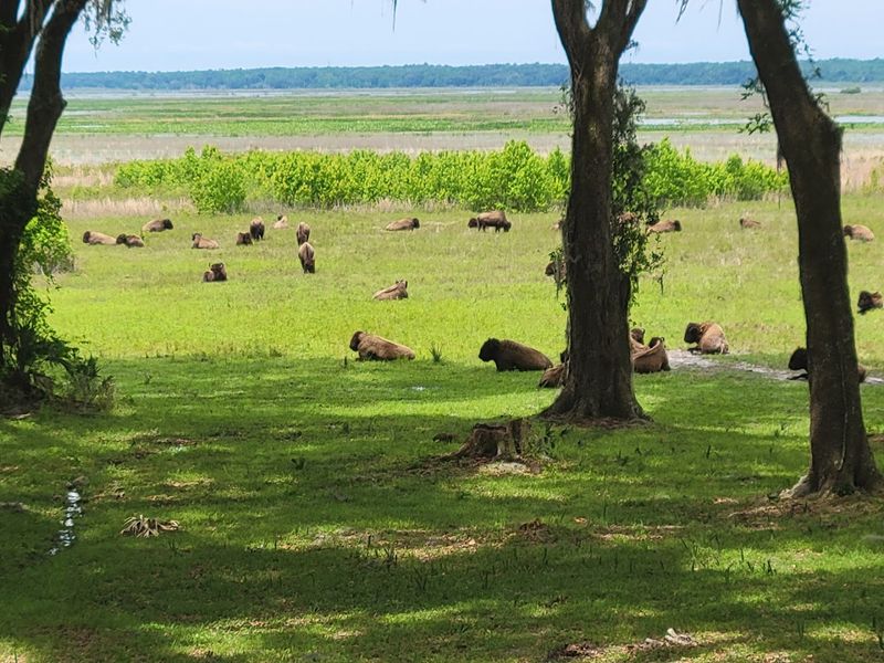 Wild Bison at Paynes Prairie