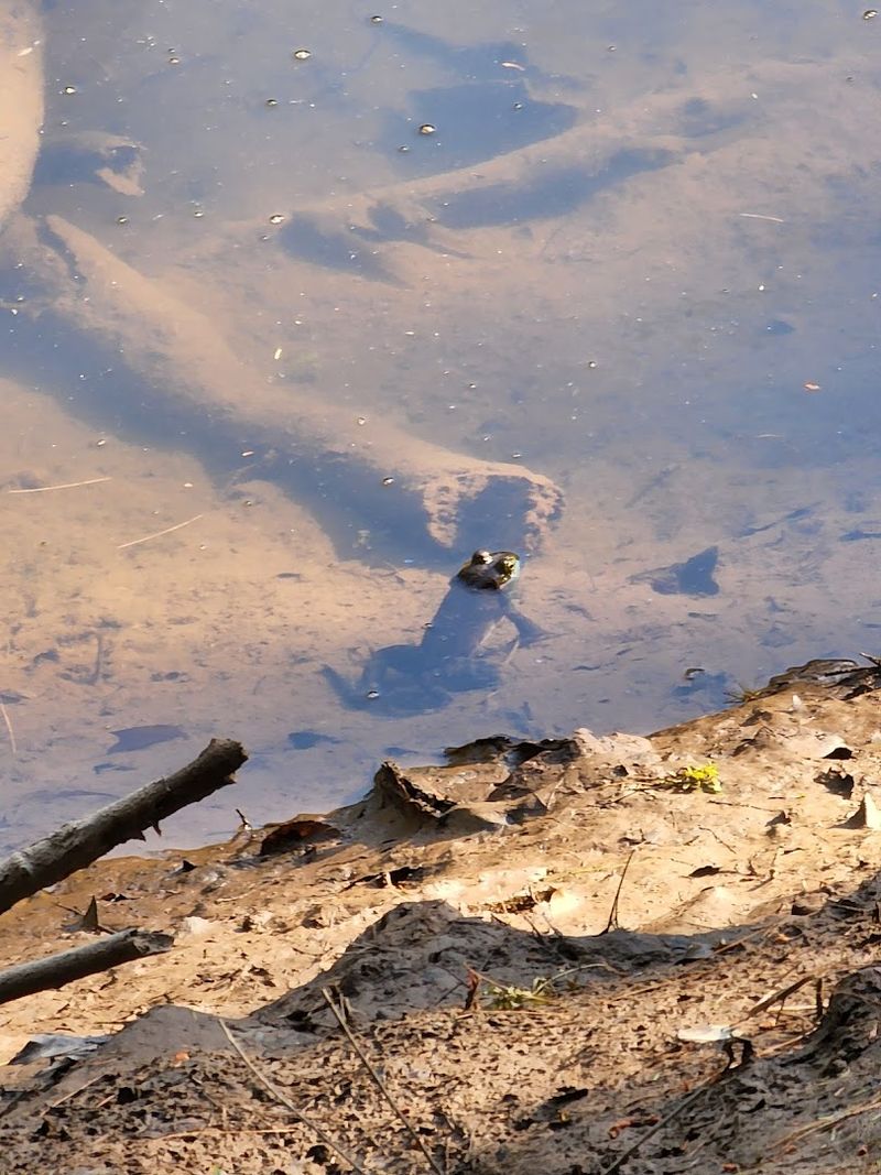 Streams And Wetlands Bring Wildlife Throughout The Park
