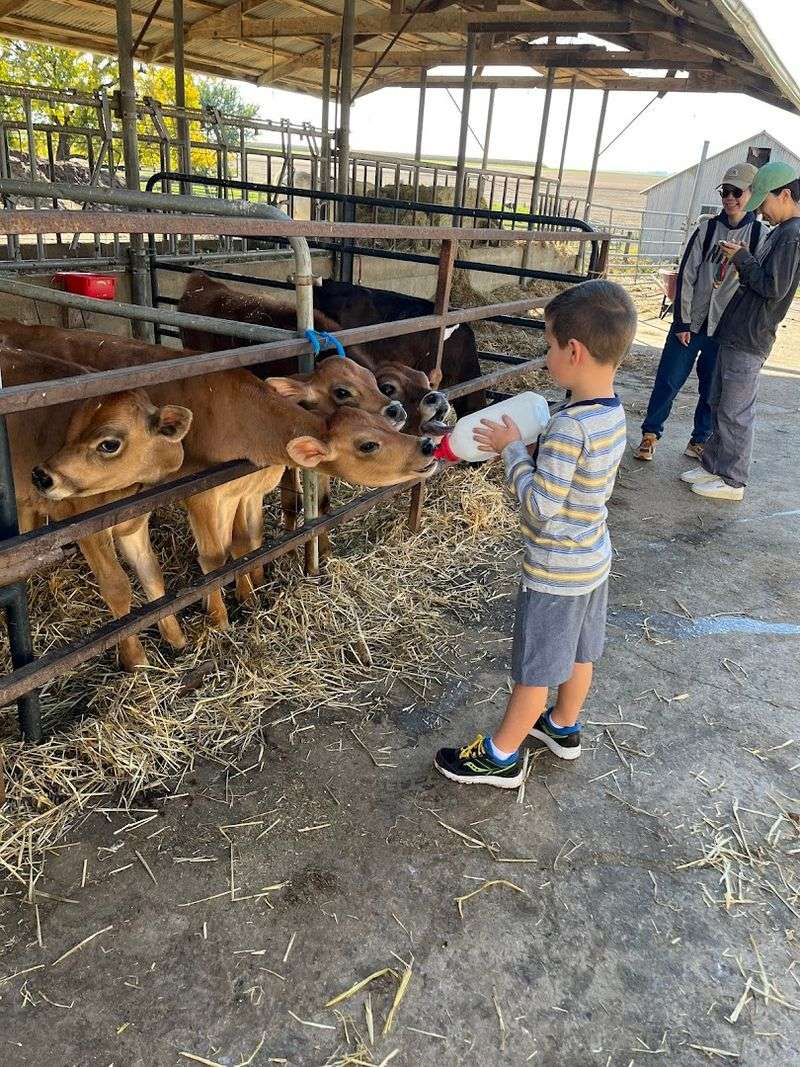 Bottle-Feeding Baby Calves