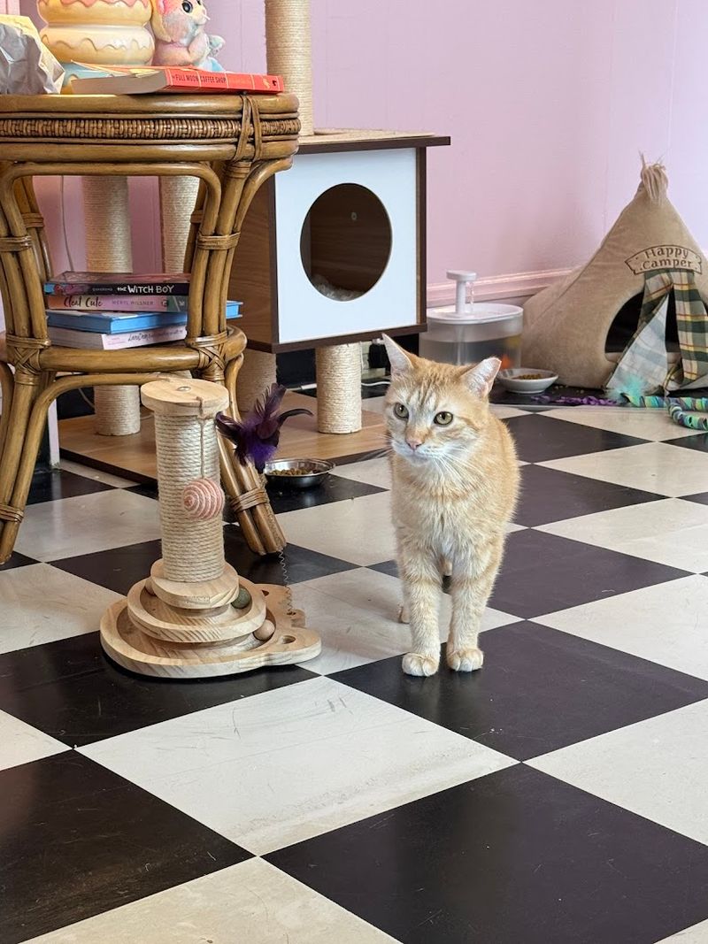 Meet the Residents: Adoptable Cats Waiting for Forever Homes