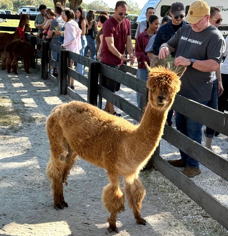 Goats, Alpacas, and Mini Horses Share the Space