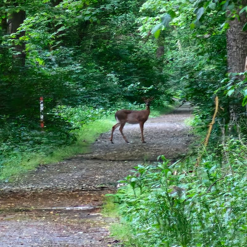 Wildlife Watching Opportunities