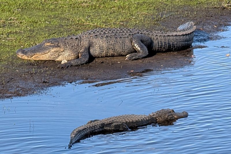Myakka River State Park