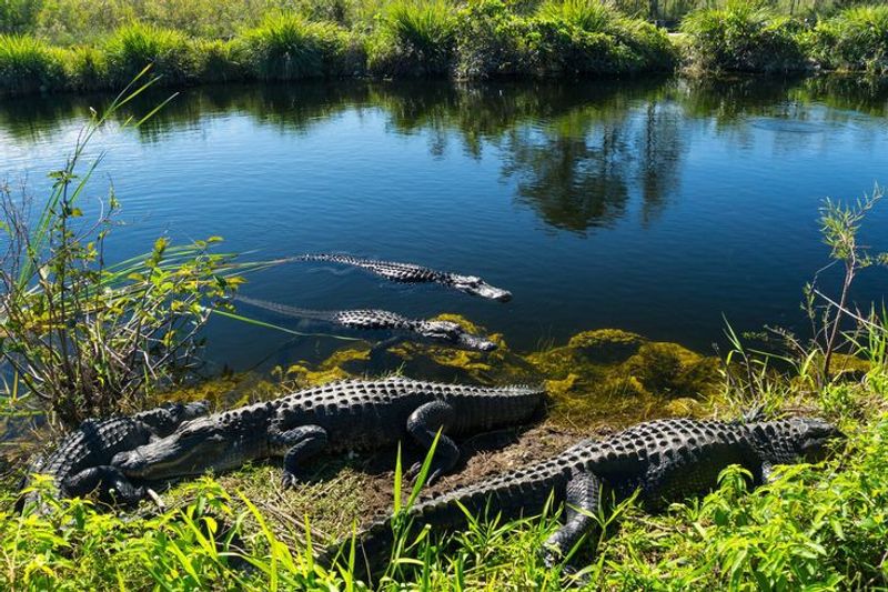 American Alligator and Crocodile Encounters