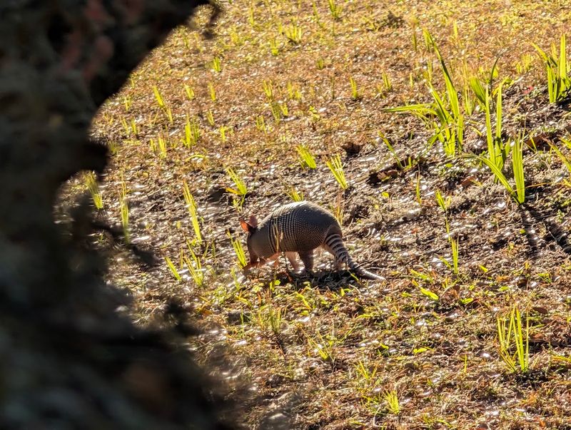 Incredible Wildlife Beyond The Horses