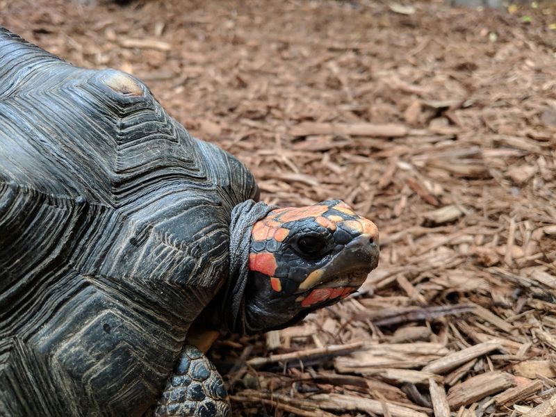 The Animals Younger Kids Connect With Fastest