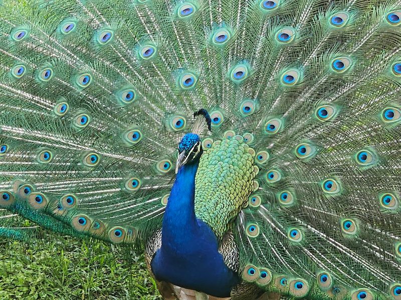 The Wildlife Encounters and Ranger Programs