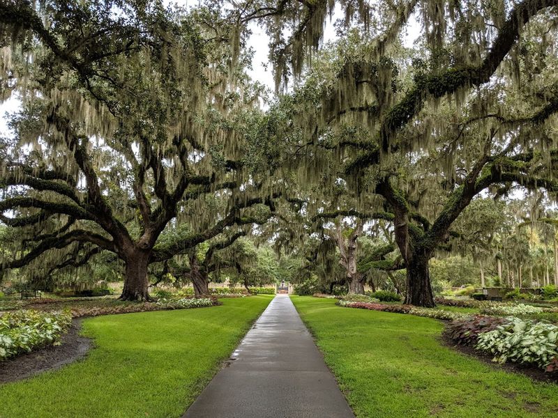 Historic Live Oak Allée
