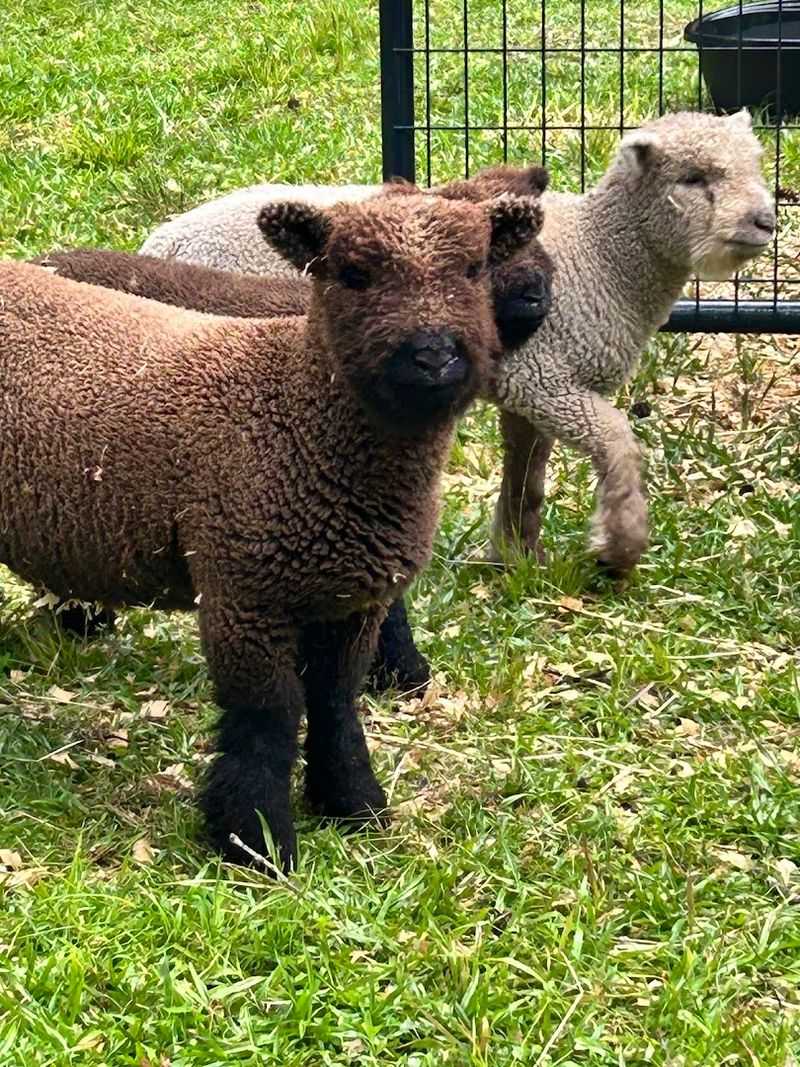 The Supporting Cast Makes The Farm Feel Alive